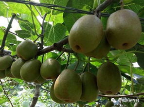 千里奔赴曹子山，科技扶貧結碩果——獼猴桃銷售助力鄉村振興