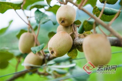 隴川獼猴桃豐產(chǎn)，農(nóng)民喜增收，產(chǎn)業(yè)銷售前景廣闊