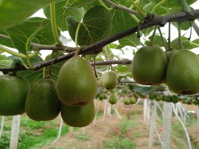 四川綿陽安州區(qū)紅心獼猴桃 優(yōu)質(zhì)果品，批發(fā)價(jià)僅5.00元/斤