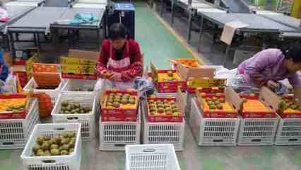 健康農(nóng)產(chǎn)品陜西行走進(jìn)齊峰果業(yè)，見證真正獼猴桃的自然之味與品牌力量