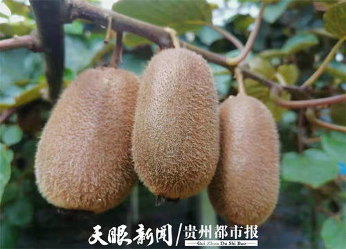 貴州修文7萬噸獼猴桃開啟網絡預售，電商賦能拓寬“黃金果”出山路